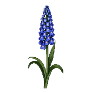 Illustration of Hyacinth 'Delft Blue'
