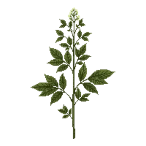 Illustration of Climbing Hydrangea