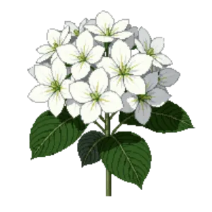 Illustration of Hydrangea 'Annabelle'
