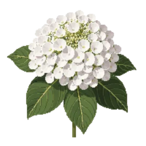 Illustration of Smooth Hydrangea 'Incrediball'