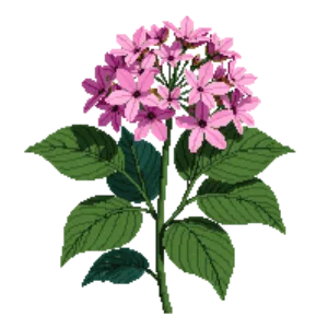 Illustration of Smooth Hydrangea 'Invincibelle Spirit'