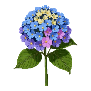 Illustration of Bigleaf Hydrangea 'Endless Summer'