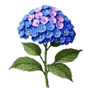 Illustration of Hydrangea 'Endless Summer'