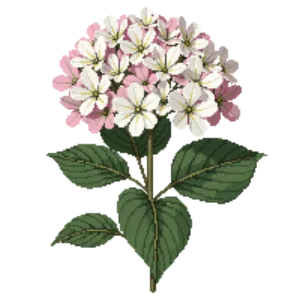 Illustration of Panicle Hydrangea 'Bobo'