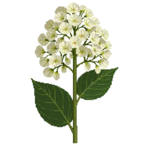 Illustration of Hydrangea 'Limelight'