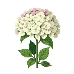 Illustration of Panicle Hydrangea 'Little Lime'
