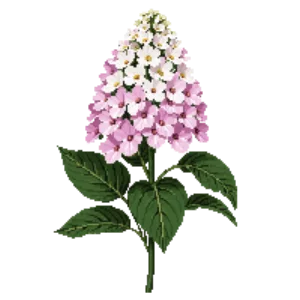 Illustration of Panicle Hydrangea 'Quick Fire'