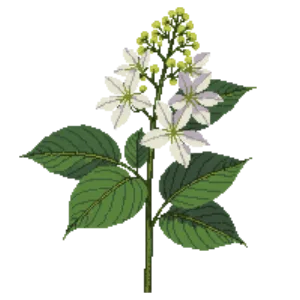 Illustration of Oakleaf Hydrangea 'Snow Queen'