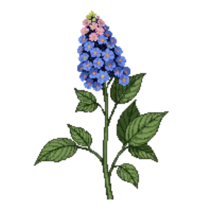 Illustration of Mountain Hydrangea 'Tuff Stuff'