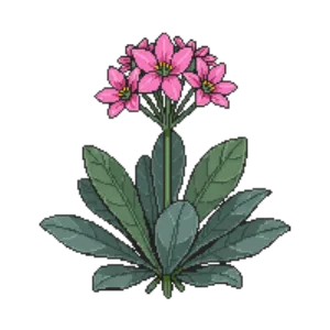 Illustration of Sedum 'Autumn Joy'