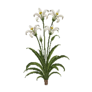 Illustration of Mangrove Spider Lily