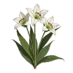 Illustration of Spider Lily