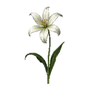 Illustration of Woodland Spider Lily