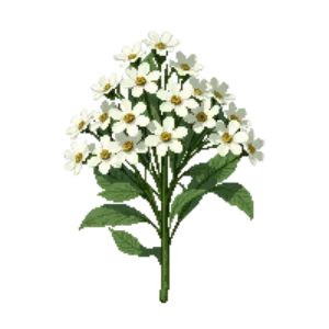 Illustration of Candytuft 'Snowflake'