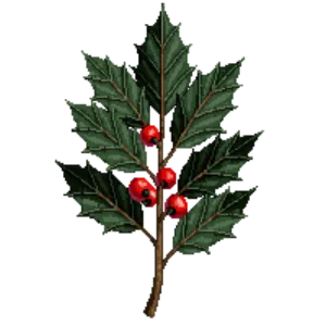 Illustration of English Holly
