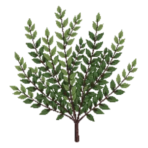 Illustration of Chinese Holly 'Carissa'