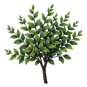 Illustration of Japanese Holly 'Sky Pencil'