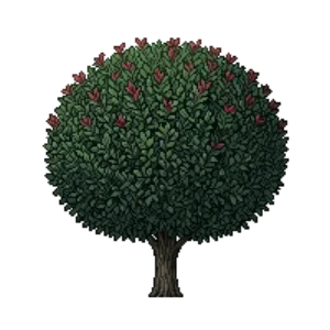 Illustration of Gem Box Inkberry