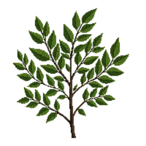 Illustration of Inkberry 'Shamrock'