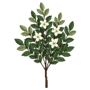 Illustration of Inkberry 'Strongbox'