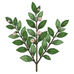 Illustration of Winterberry 'Berry Poppins'