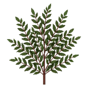 Illustration of Winterberry 'Winter Red'