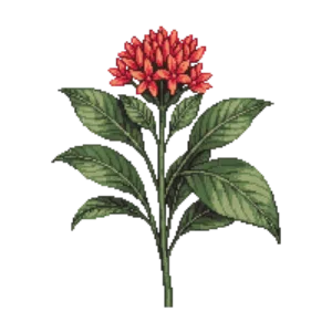 Illustration of Florida Anise