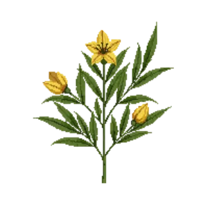 Illustration of Yellow Anise
