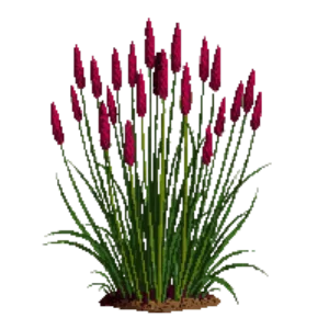 Illustration of Japanese Blood Grass