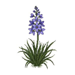 Illustration of Spring Starflower