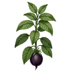 Illustration of Sweet Potato Vine 'Blackie'