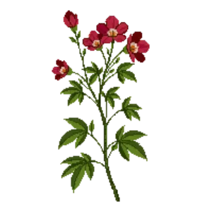 Illustration of Cypress Vine