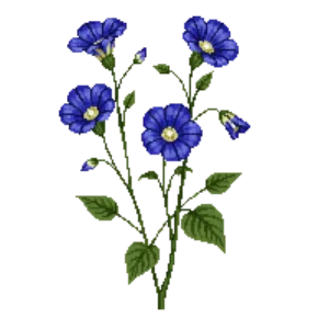 Illustration of Morning Glory 'Heavenly Blue'