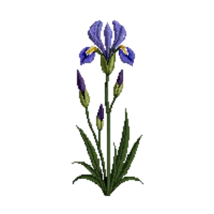 Illustration of Dwarf Crested Iris