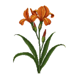 Illustration of Blackberry Lily