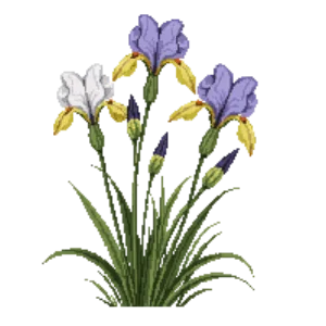 Illustration of Pacific Coast Iris