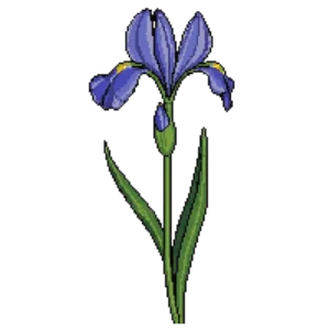 Illustration of Japanese iris 'Activity'