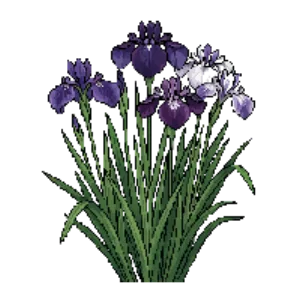 Illustration of Japanese Water Iris