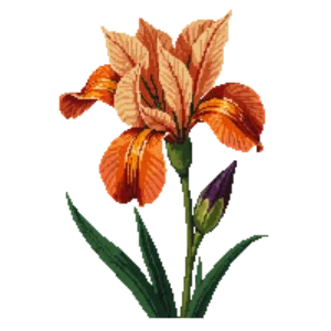 Illustration of Copper Iris