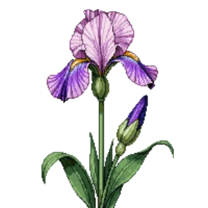 Illustration of Bearded Iris 'Beverly Sills'