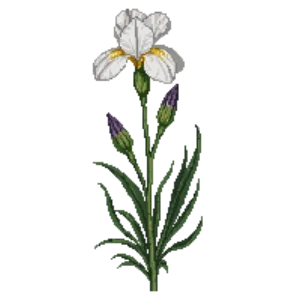 Illustration of Bearded Iris 'Immortality'