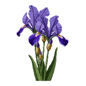 Illustration of Bearded iris