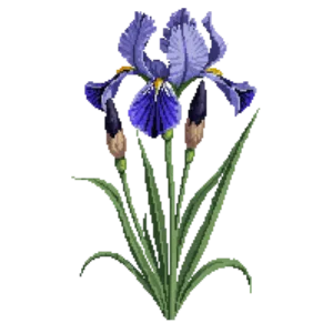 Illustration of Giant Blue / Louisiana Iris