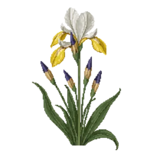 Illustration of Del Norte Iris