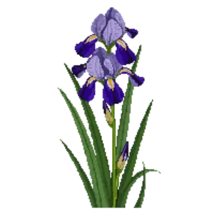 Illustration of Water iris