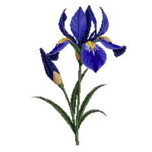 Illustration of Dwarf Iris 'Harmony'