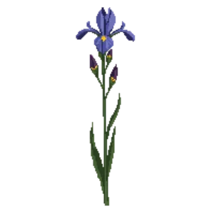 Illustration of Prairie Iris