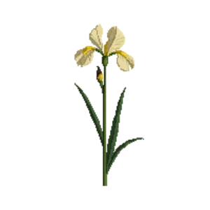 Illustration of Siberian Iris 'Butter and Sugar'