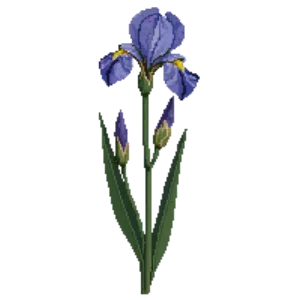 Illustration of Blue Flag Iris