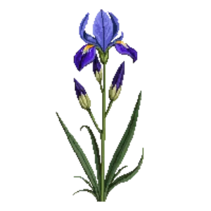 Illustration of Southern Blue Flag